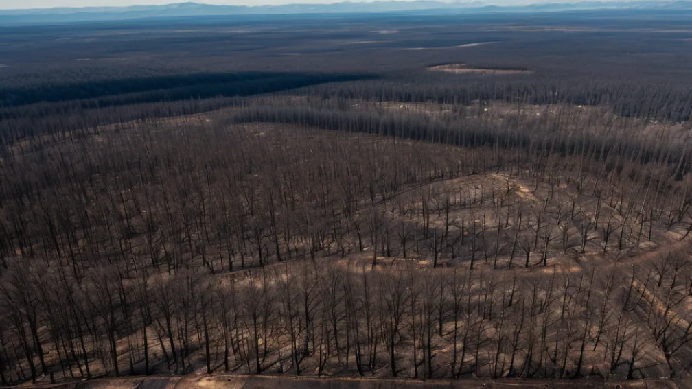 Incendiu major de pădure în Saxonia: Un jurnalist descrie devastarea — "Acum, aici este doar cenușă"