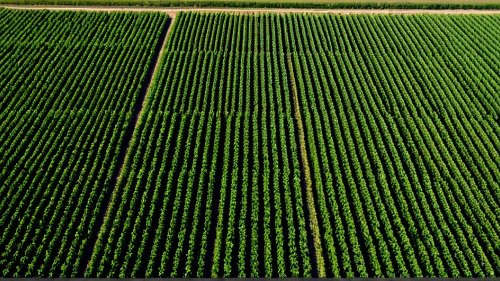 Beneficiile învățării automate în agricultură