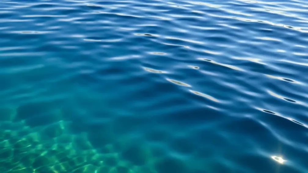 Ultimul de felul său? O mică minune înoată în Golful California