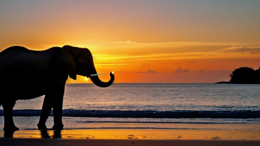 Elefant Singuratic în Thailanda: Sun, Cel Mai Izolat Elefant din Lume?