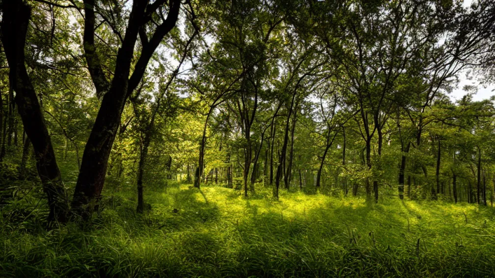 Groază în excursie: Excursionist supraviețuiește atacului unui urs