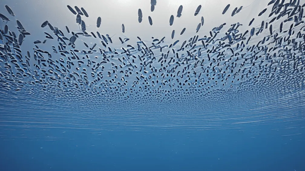 Vortex de sardine: Spectacol în Filipine