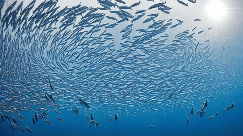 Spectacol Subacvatic: Vârtej de Sardine în Filipine