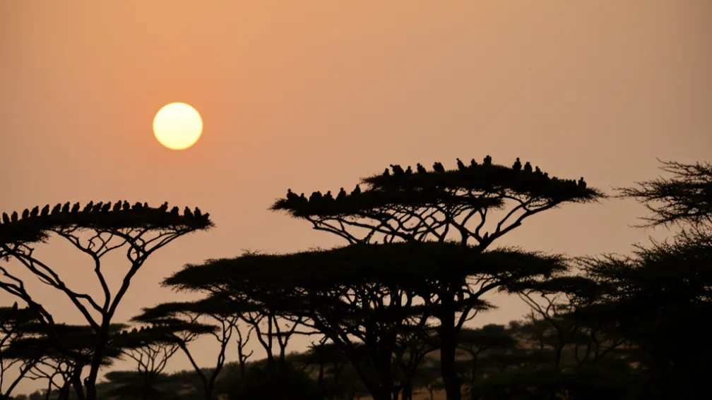 Vulturii Africani: Salvatori de Vieți și Curățători ai Naturii