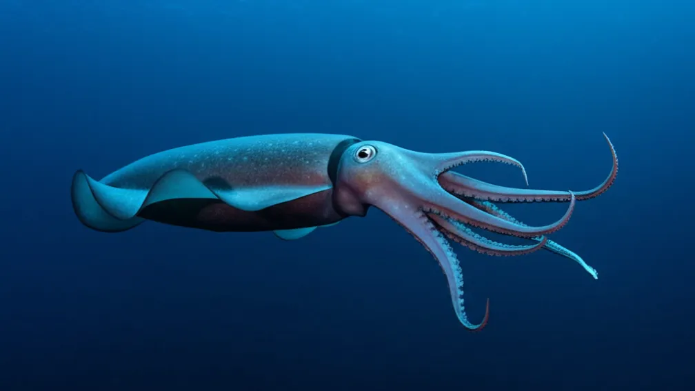Calmar Colosal Filmat Viu: Descoperire Oceanică Majoră