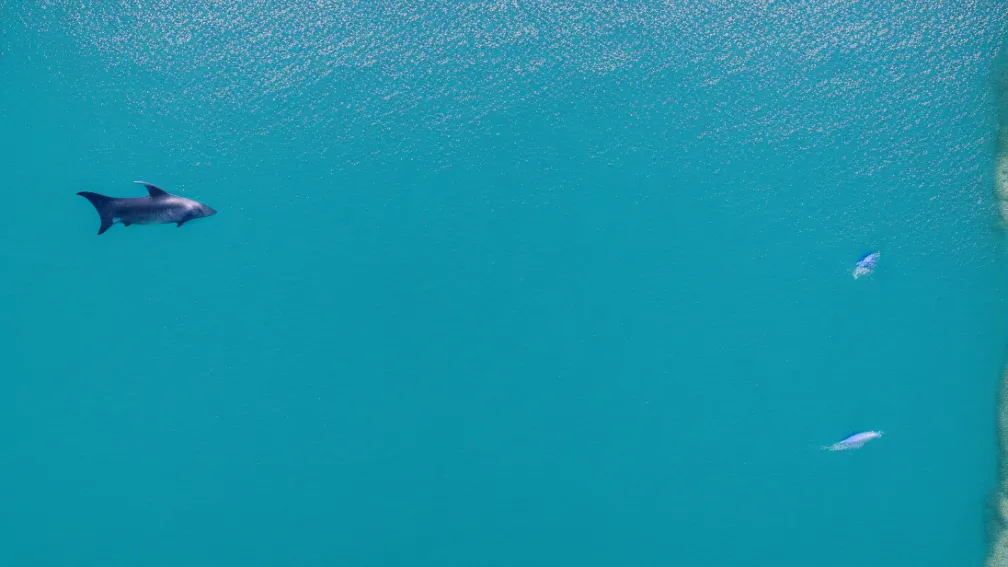 Rechin uriaș filmat în Marea Adriatică, Croația