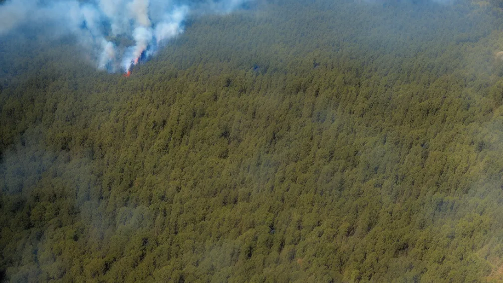 Incendiu devastator: Pompierii luptă cu un mega-incendiu de pădure lângă Erlangen