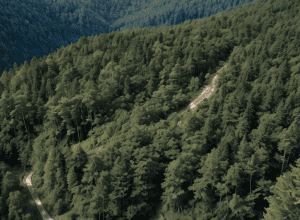 Freiburg: Mountainbiker de 27 de ani a căzut pe muntele Roßkopf, a fost necesară intervenția elicopterului