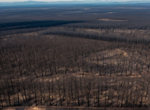 Incendiu major de pădure în Saxonia: Un jurnalist descrie devastarea — "Acum, aici este doar cenușă"