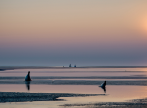 Patru pui de focă, eliberați în sălbăticie: un moment emoționant în Parcul Național Marea Wadden