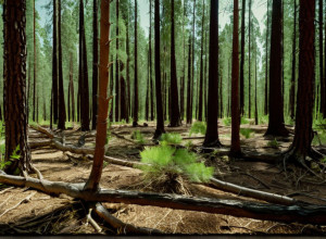 Pădurile din Baden-Württemberg își revin: molizii se refac, dar brazii rămân o preocupare