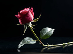 Actualitate mondenă: De la vești triste la bucuria așteptării unui copil