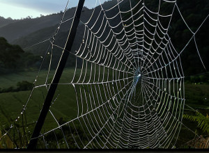 Descoperire Uimitoare: Cea Mai Mare Pânză de Păianjen din Lume Găsită de Cercetători
