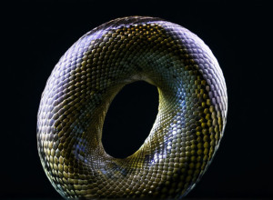 Scurtă introducere în Python