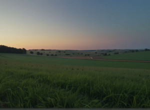 Act Brutal în Hessa: Hoții au Sacrificat o Bovină Direct pe Pășune