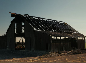 Incendiu devastator în Germania: 70 de viței au pierit într-un hambar din Nordhackstedt