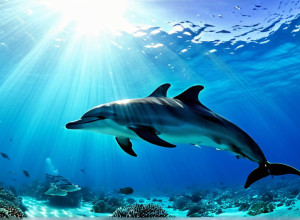 Dertour renunță la excursii cu delfini și orci: Tur operatorul german introduce o politică de turism etic