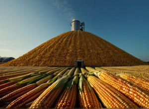 Cel mai mare munte de porumb din Europa: O soluție energetică verde în Schleswig-Holstein