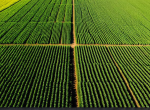 Beneficiile utilizării AI în agricultură