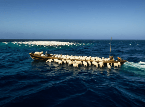 Naufragiu șocant în Golful Aden: Mii de oi luptă pentru viața lor în largul mării