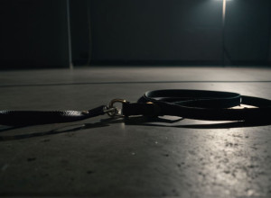 Fost soldat condamnat pentru uciderea brutală a bulldogului său în Berlin