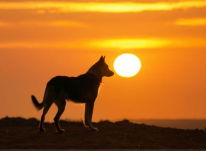 Miro, câinele salvat dintr-un lagăr al morții din Bosnia, își găsește fericirea