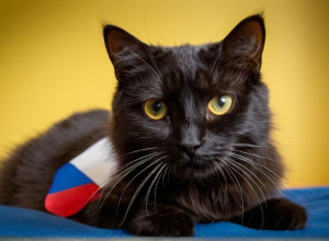 Bun venit în lumea pisicilor!