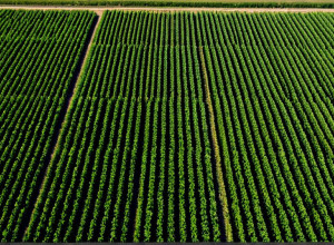 Beneficiile învățării automate în agricultură