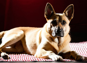 UE înăsprește regulile: Traficul ilegal de animale de companie va fi oprit