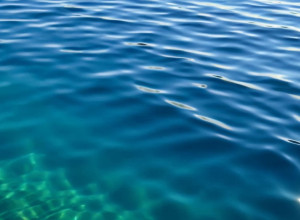 Ultimul de felul său? O mică minune înoată în Golful California