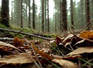 Babesioza la câini: "Malaria canină" se extinde în Europa – cum recunoști și protejezi animalul de companie