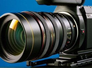 Plimbarea Pisicilor în Lesă: Este o Idee Bună? Opiniile Experților