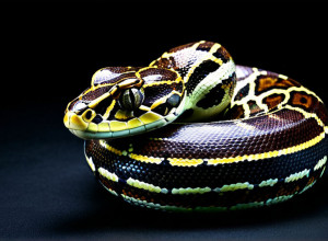 Utilizarea Python în dezvoltarea web