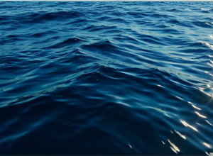 Tragedie pe Coasta Australiană: O Femeie Moare în Urma Unui Atac de Rechin