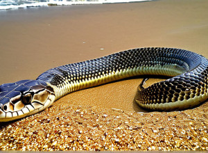 Zeci de șerpi de mare veninoși aruncați pe plajele din Australia