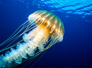 Un nou tip de meduză descoperit în Oceanul Pacific