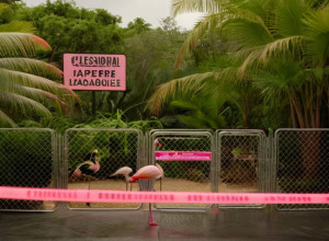 Grădina Zoologică din Leipzig, secții închise: Suspect de gripă aviară la flamingo