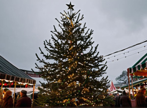 Bradul de Crăciun Neobișnuit din Weiden: Un Cipru care a Dezamăgit Localnicii