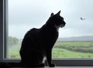 Prima pisică moartă de gripă aviară în Germania: Alertă pentru proprietarii de animale de companie