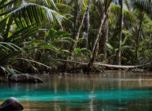 Crocodil în agonie: Căutare disperată în Australia după un crocodil cu o săgeată înfiptă în cap