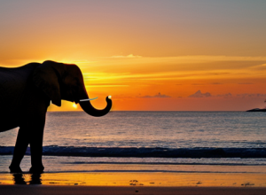 Elefant Singuratic în Thailanda: Sun, Cel Mai Izolat Elefant din Lume?
