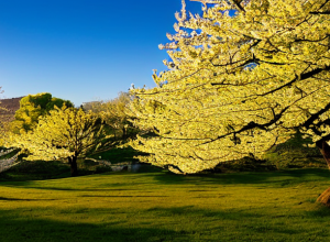 10 Destinații de Vis pentru Turismul Arboricol: De la Ginkgo din Xi'an la Cireșii înfloriți din Jerte