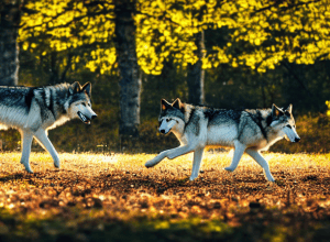 Wolf în oraș? Filmarea din Bottrop stârnește controverse!