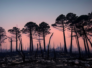 Incendii Coreea de Sud: Templu distrus, 20 morți
