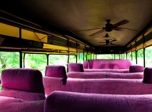 Urangutani orfani, mutați cu autobuzul în Borneo