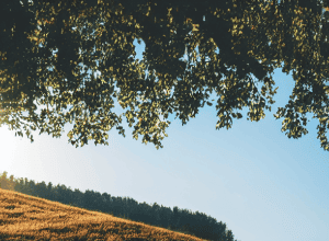 Sia: Cântăreața misterioasă și drumul spre succes