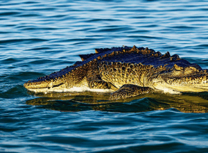 Atac Mortal: Crocodilul și Victima Plutind în Mare