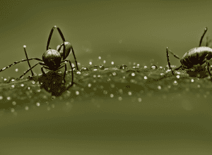 Pericol de căpușe: Risc Borrelioză și TBE