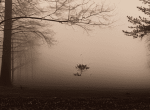 Lup întâlnit în plimbare: Reacție calmă