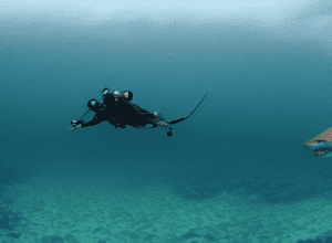 Inedit: Caracatiță călărind un rechin!